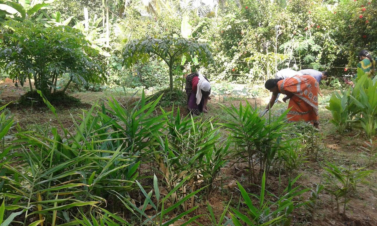 Big Banana Island Retreat Hotel North Paravur Luaran gambar